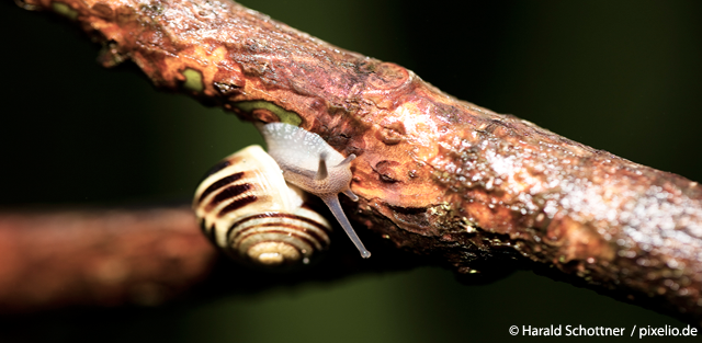 schnecke