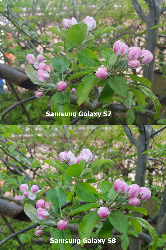 Kameravergleich S7 S8 Knospen