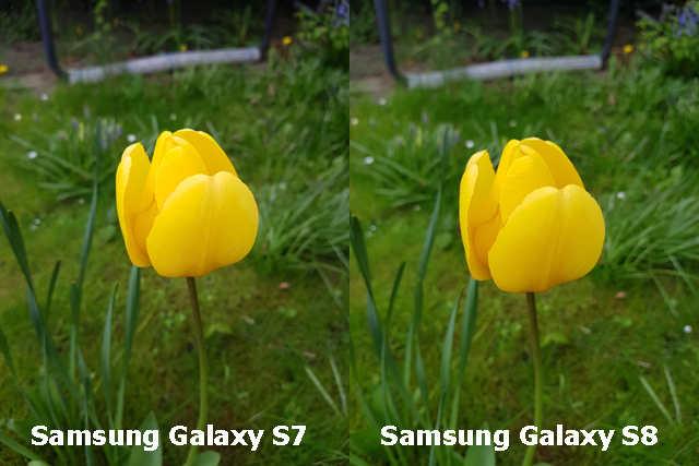 Kameravergleich S7 S8 Tulpe gelb