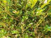 Xiaomi Xiaomi 15 Ultra