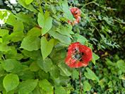 Xiaomi Xiaomi 15 Ultra