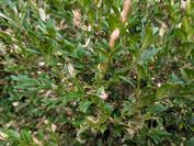 Google Pixel 10 Pro XL