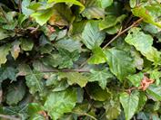 Google Pixel 10 Pro XL