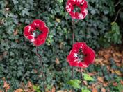 Google Pixel 10 Pro XL