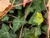 Google Pixel 10 Pro XL