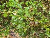 samsung Galaxy S25 FE