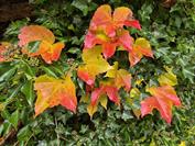 samsung Galaxy S25 FE