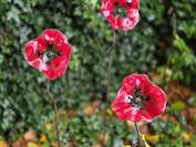 samsung Galaxy S25 FE