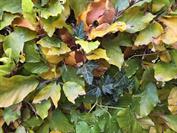 samsung Galaxy S25 Edge