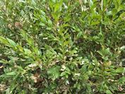 samsung Galaxy S25 Edge