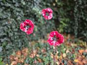 samsung Galaxy S25 Edge