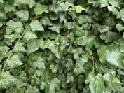 samsung Galaxy S25 Edge