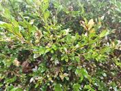 Xiaomi Xiaomi 15T Pro