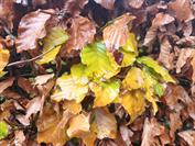 Xiaomi Xiaomi 15T Pro