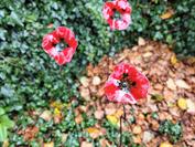 Xiaomi Xiaomi 15T Pro