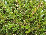 motorola motorola edge 70