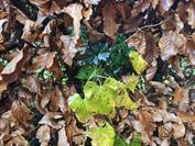 motorola motorola edge 70