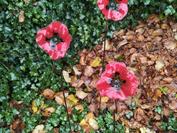 motorola motorola edge 70