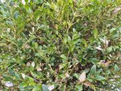 Xiaomi Redmi Note 14 Pro 5G