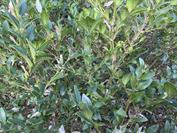 samsung Galaxy Z Fold7