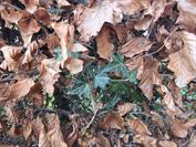 samsung Galaxy Z Fold7