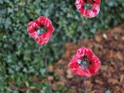 samsung Galaxy Z Fold7