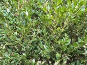 samsung Galaxy Z Flip7