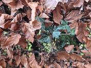 samsung Galaxy Z Flip7