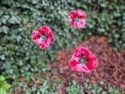 samsung Galaxy Z Flip7