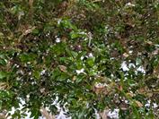 Google Pixel 10 Pro Fold