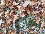 motorola motorola edge 60 neo