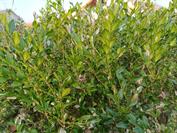 Xiaomi REDMI Note 15 Pro