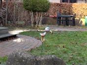 Xiaomi REDMI Note 15 Pro