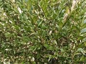 realme realme GT 8 Pro