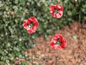 realme realme GT 8 Pro